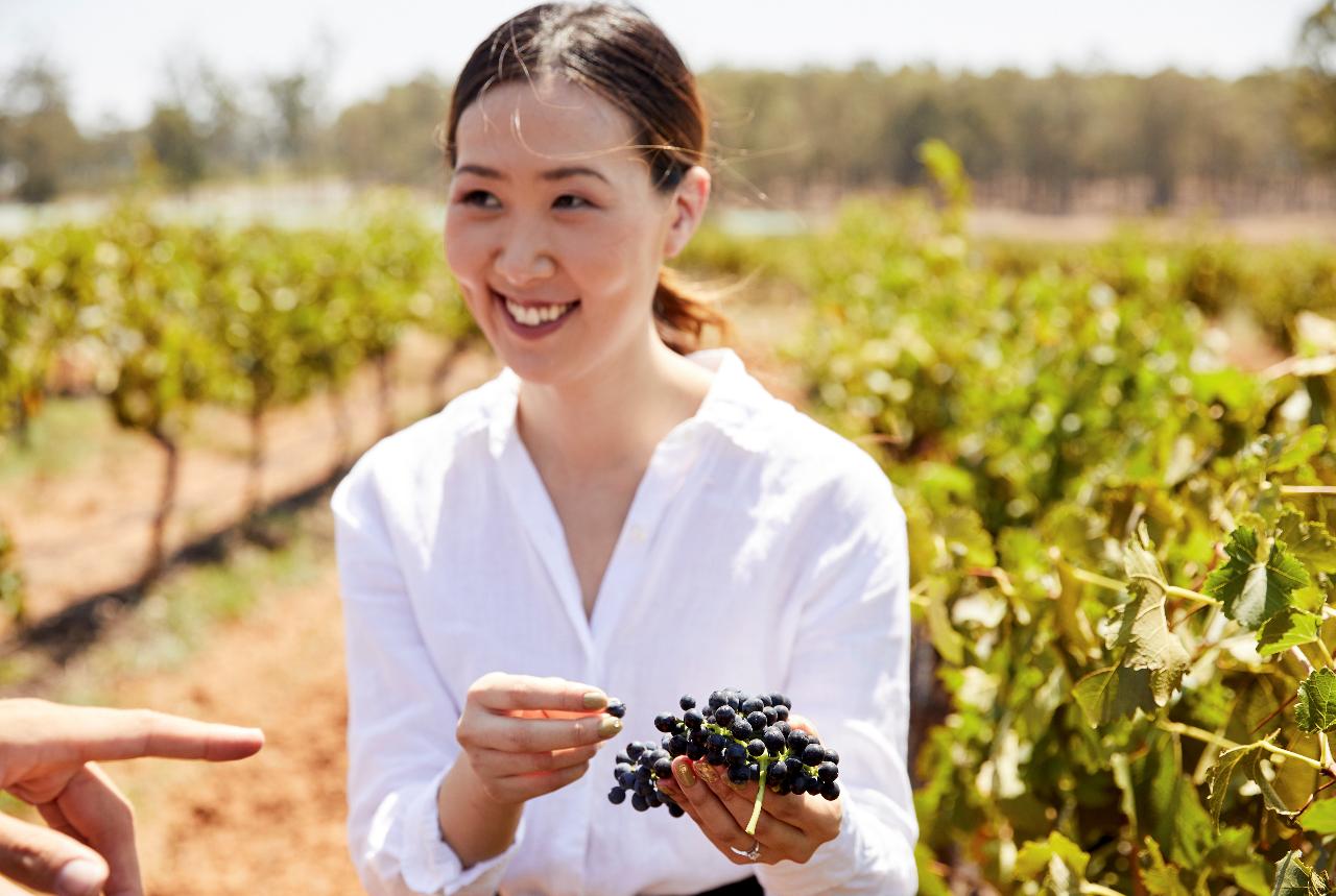 Hunter Valley Scenic Wine & Dine Day Tour
