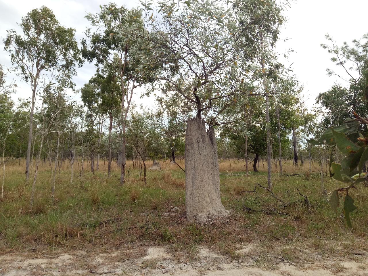 Darwin: 1 Day Litchfield N.P. And Jumping Crocodile Tour