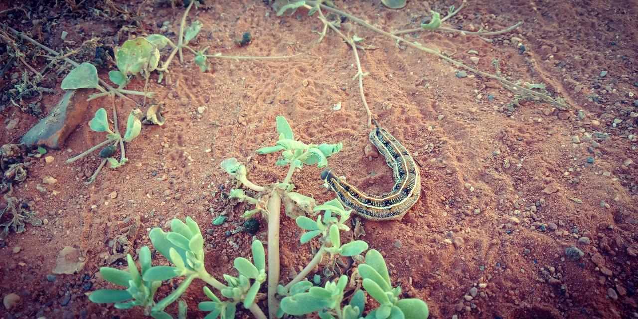 East & West 2 Ways - Private Tour - Half Day