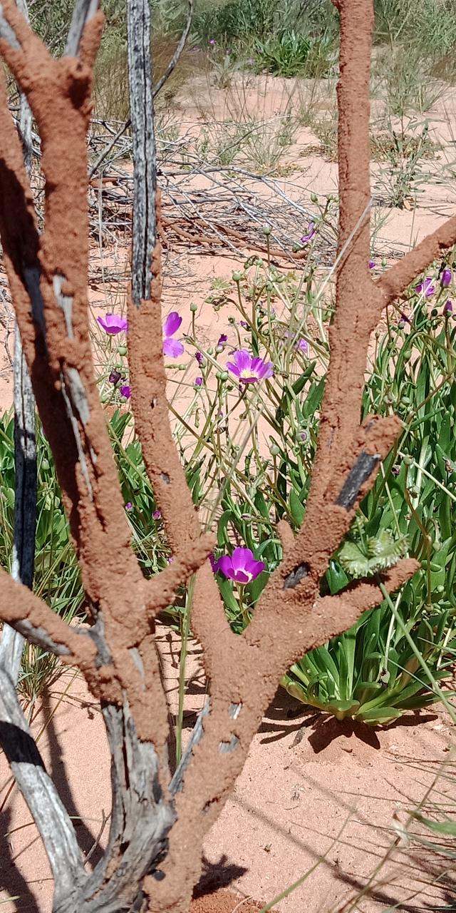 Parallel Time - Chambers Pillar - Private Tour - 4Wd - Full Day