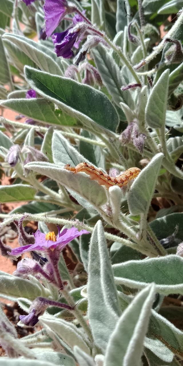 Tracks & Trails - East Macdonnell Ranges - Private Tour - 4Wd - Full Day