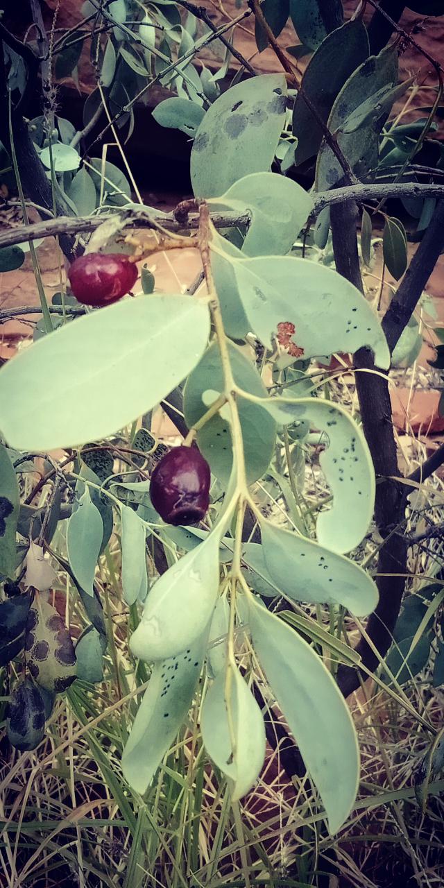 Tracks & Trails - East Macdonnell Ranges - Private Tour - 4Wd - Full Day