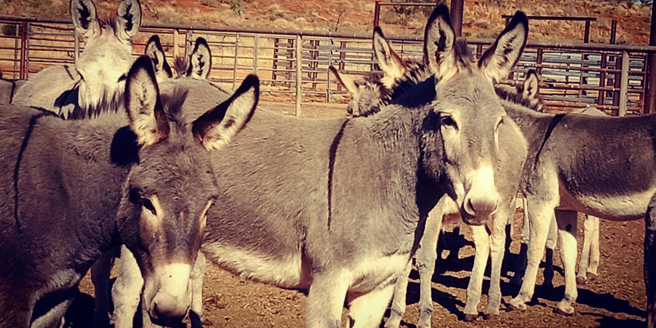 Parallel Time - Chambers Pillar - Private Tour - 4Wd - Full Day