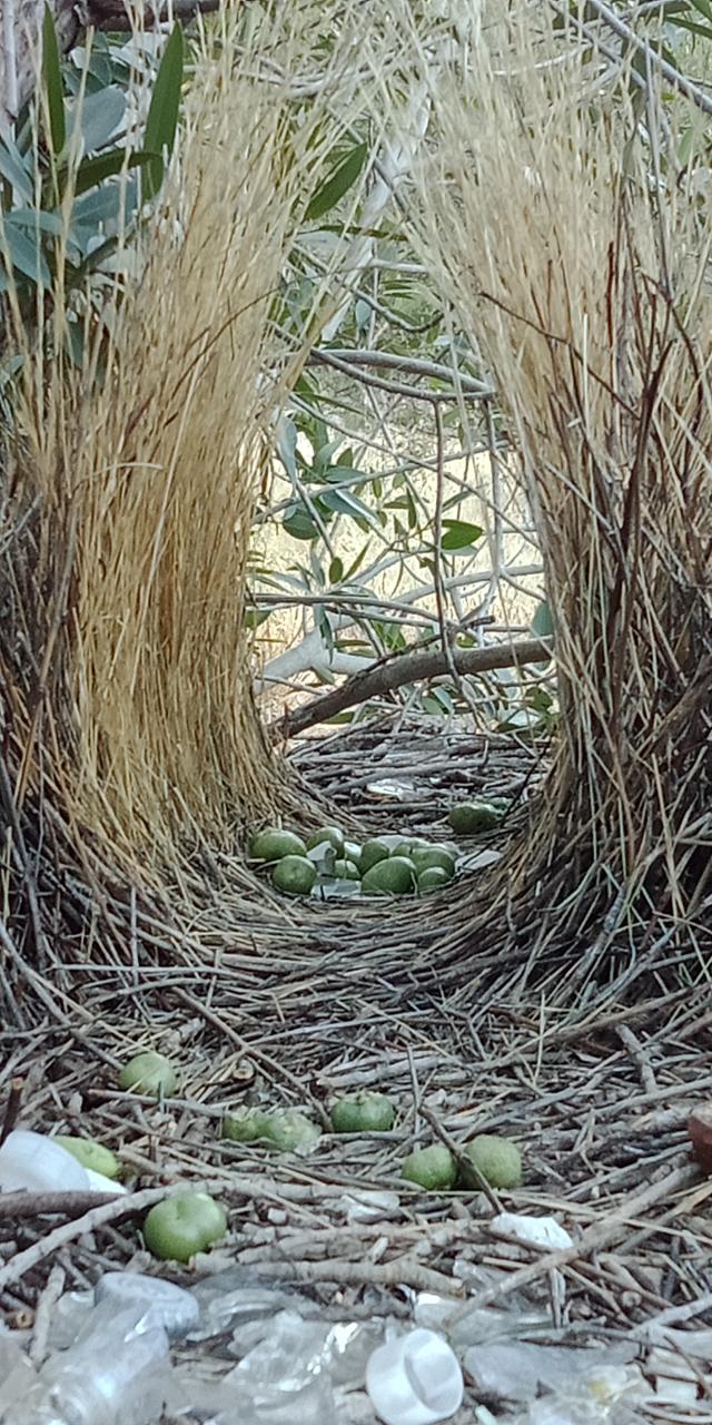 Tracks & Trails - East Macdonnell Ranges - Private Tour - 4Wd - Full Day