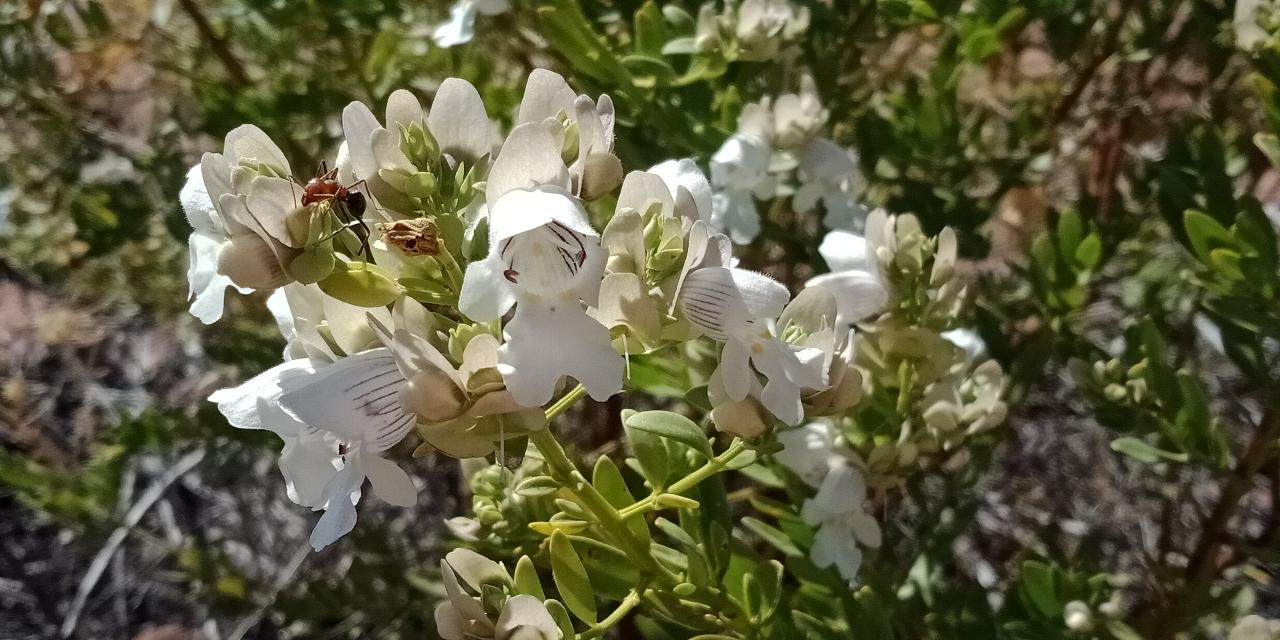 Tracks & Trails - East Macdonnell Ranges - Private Tour - 4Wd - Full Day