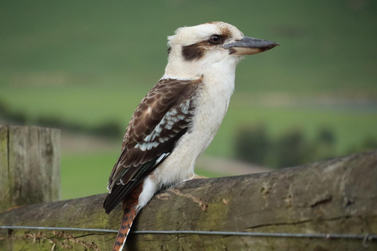 Yarra Valley Safari: Wildlife, Wine And Indulgence