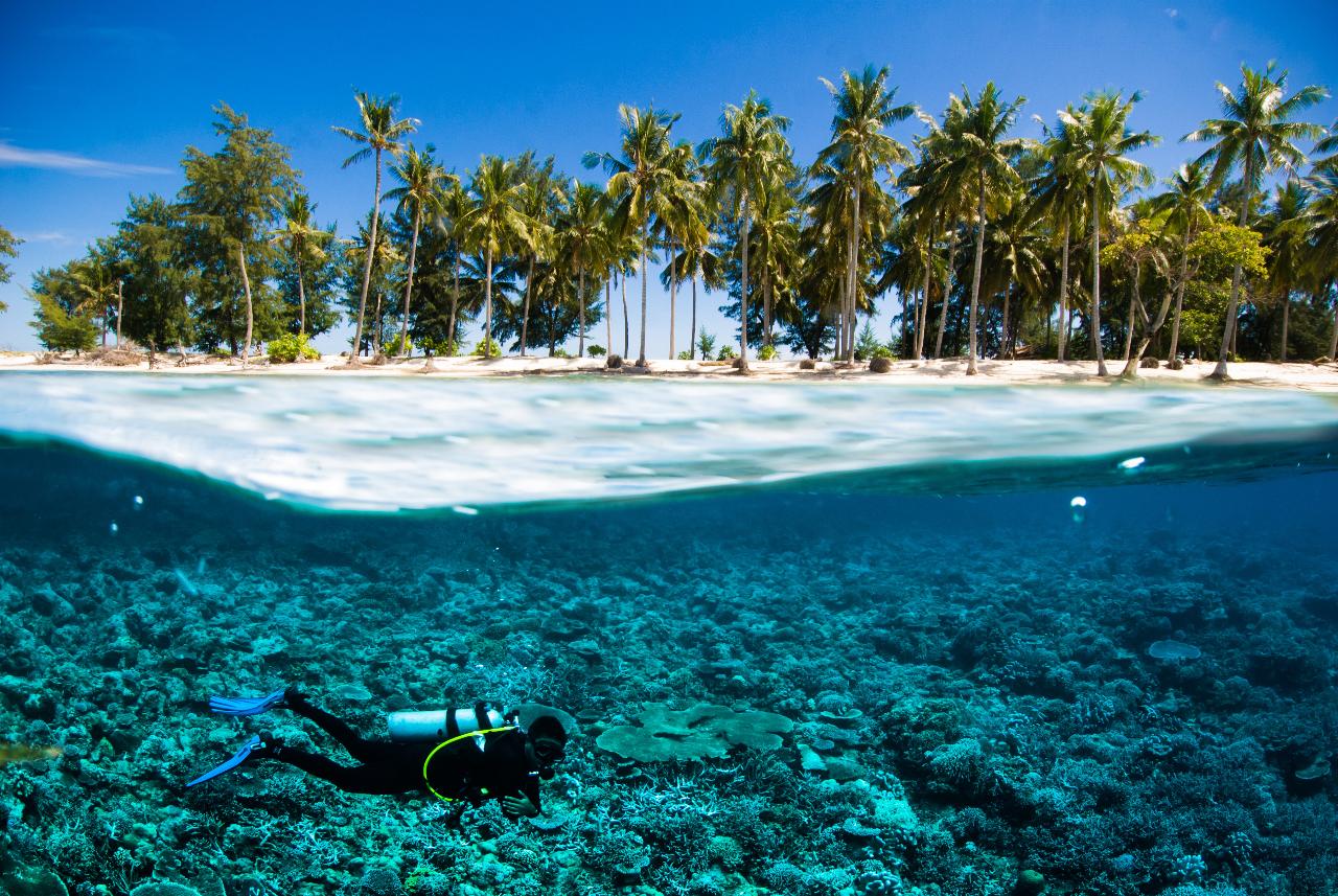 Discover Scuba Diving - One Uncertified Intro Dive And Snorkelling