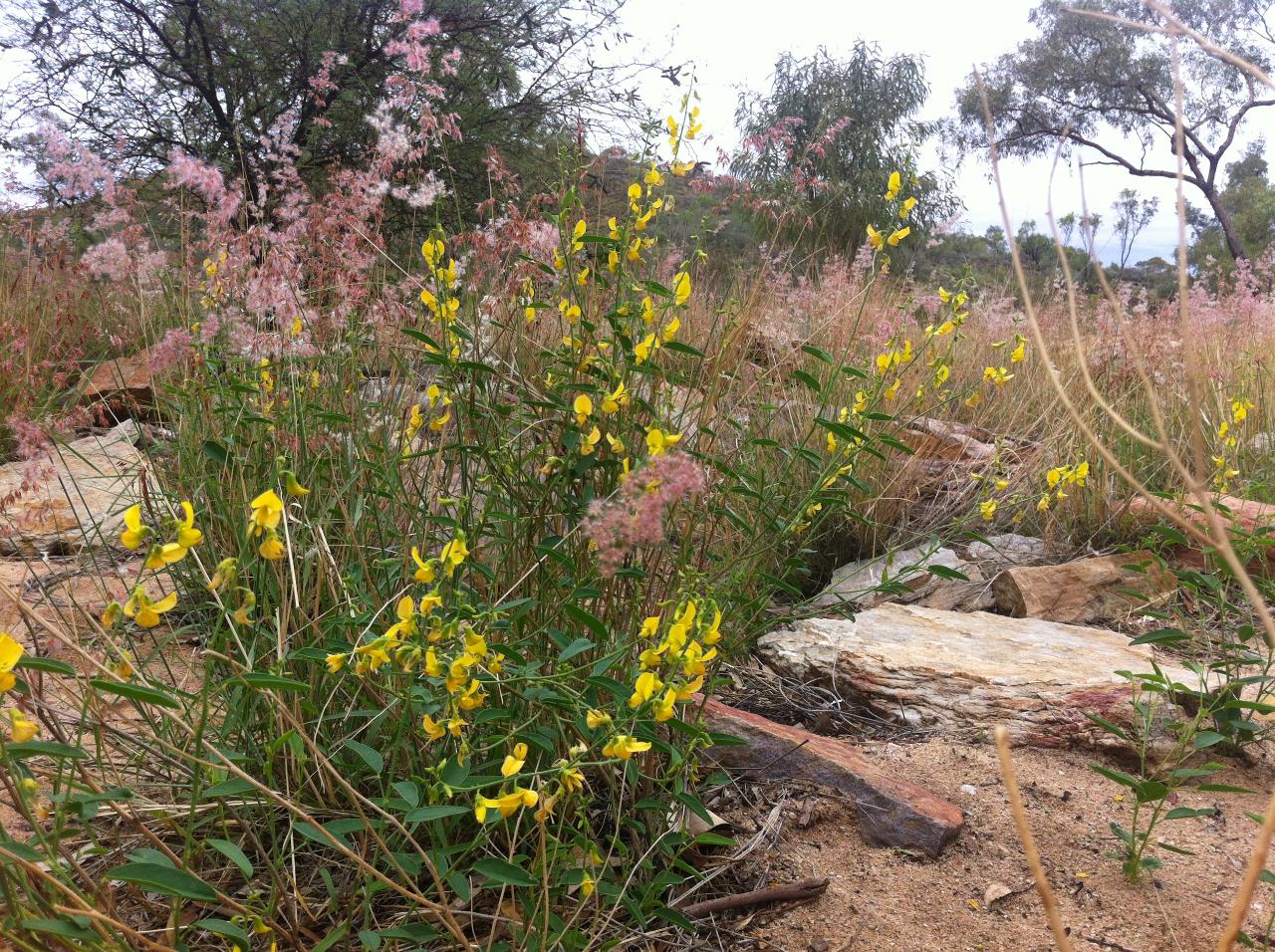 Walk & Waterhole - Ormiston Gorge - Private Tour - Full Day