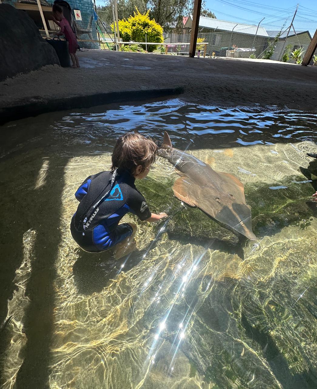 Irukandji Entry Pass & Stepping In The Lagoon Shallows & Shark Food