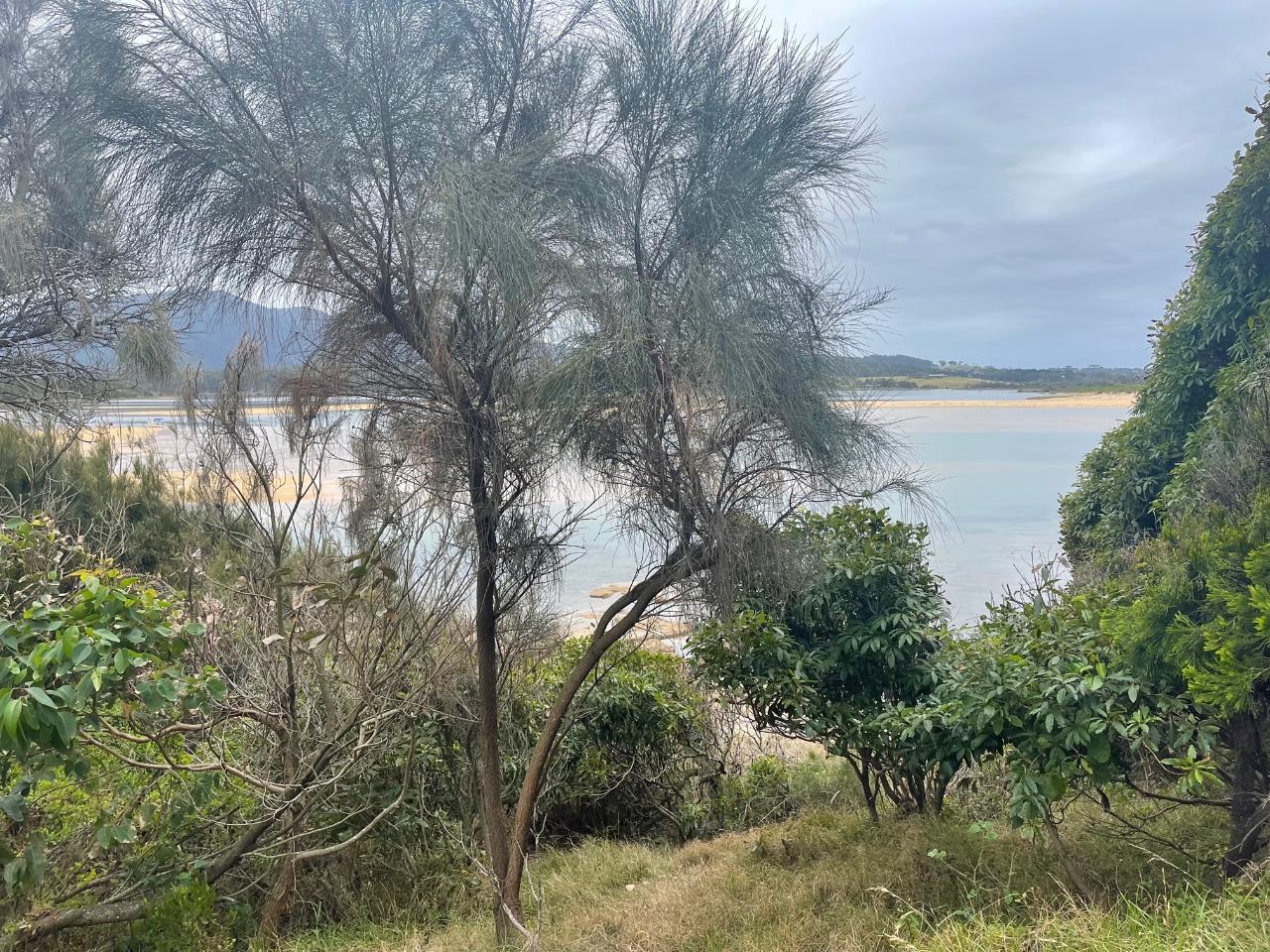 Walking On Country With Warren Foster Of Yannaga Yoowaga Tours At Wallaga Lake