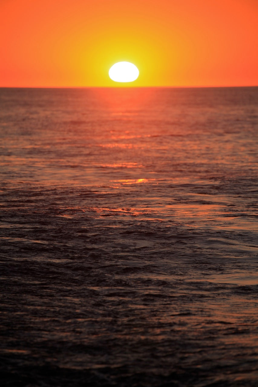 Sunset Whale Watching Cruise