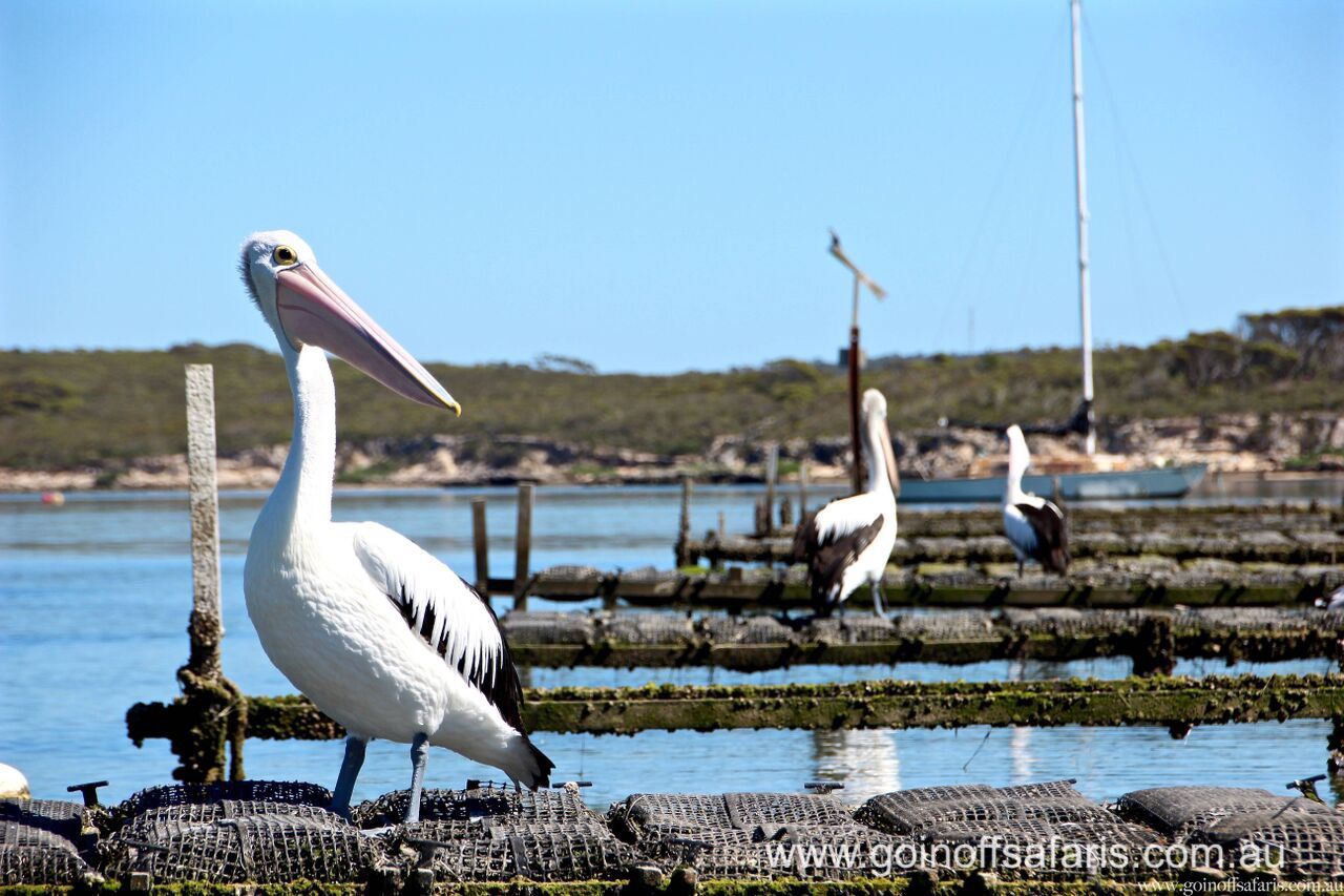 Coffin Bay Oysters, Ocean And Nature Tour - Full Day