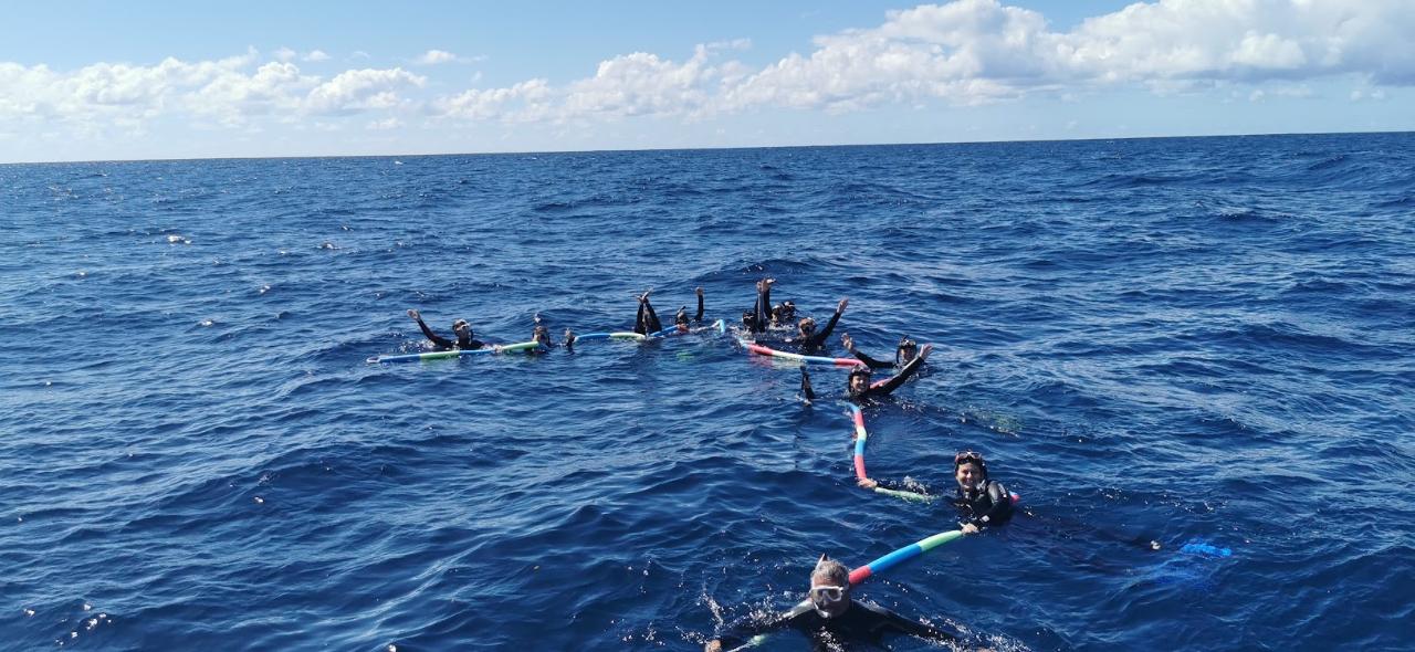 Swim With Whales: Gold Coast 3-Hour Cruise