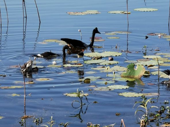 Darwin: Berry Springs, Jumping Crocodiles Cruise, Fogg Dam & Outback Pub 1 Day Minivan