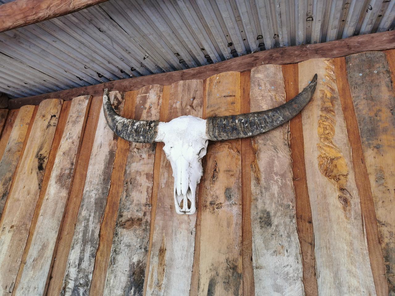 Darwin: Berry Springs, Jumping Crocodiles Cruise, Fogg Dam & Outback Pub 1 Day Minivan