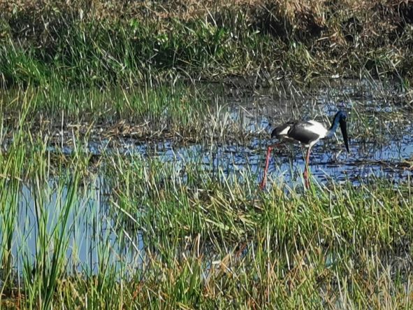 Darwin: Berry Springs, Jumping Crocodiles Cruise, Fogg Dam & Outback Pub 1 Day Minivan