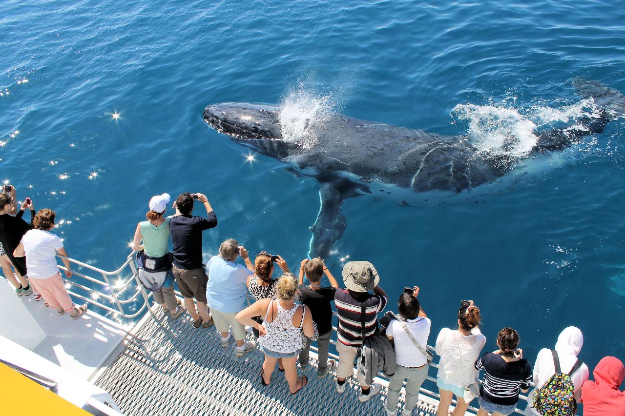 Half Day Spirit Of Hervey Bay Whale Watch Cruises