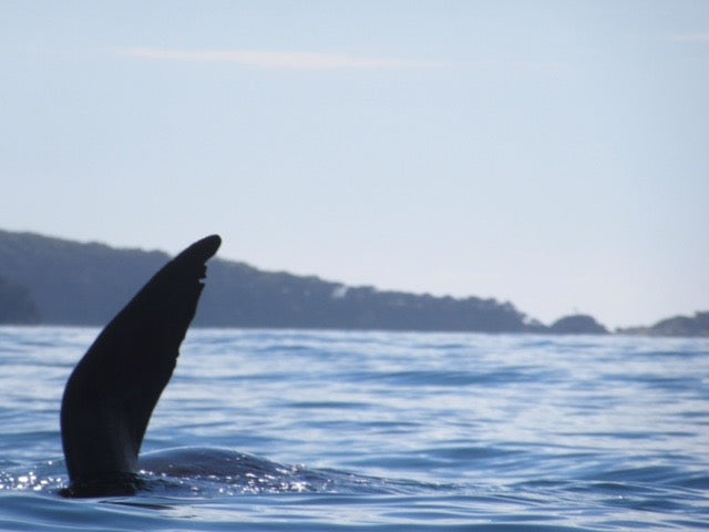 Kayak Camping Tour In Batemans Bay - Departing Canberra