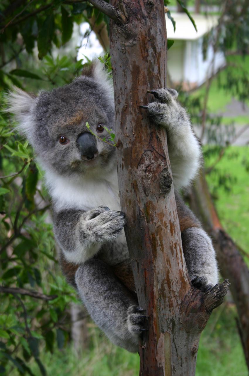 Private Great Ocean Road