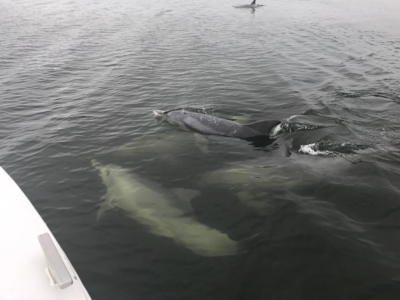 90 Minutes Swan River Tour - Kings Park And Realfront Real Estate