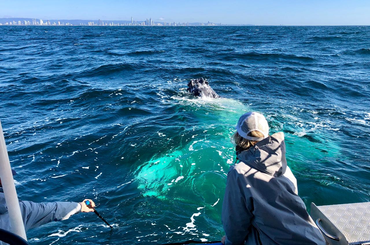 Small Boat Whale Watching Adventure Tour