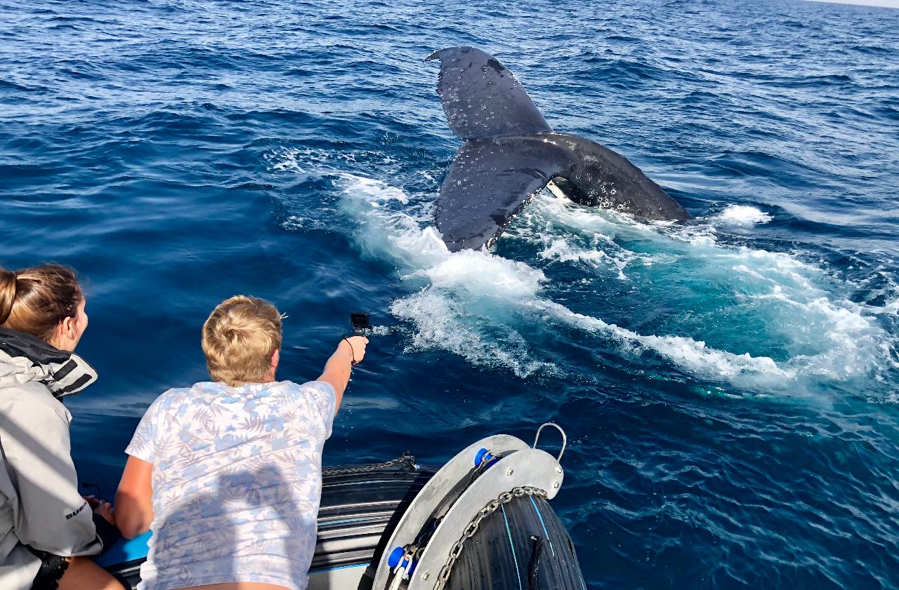 Small Boat Whale Watching Adventure Tour