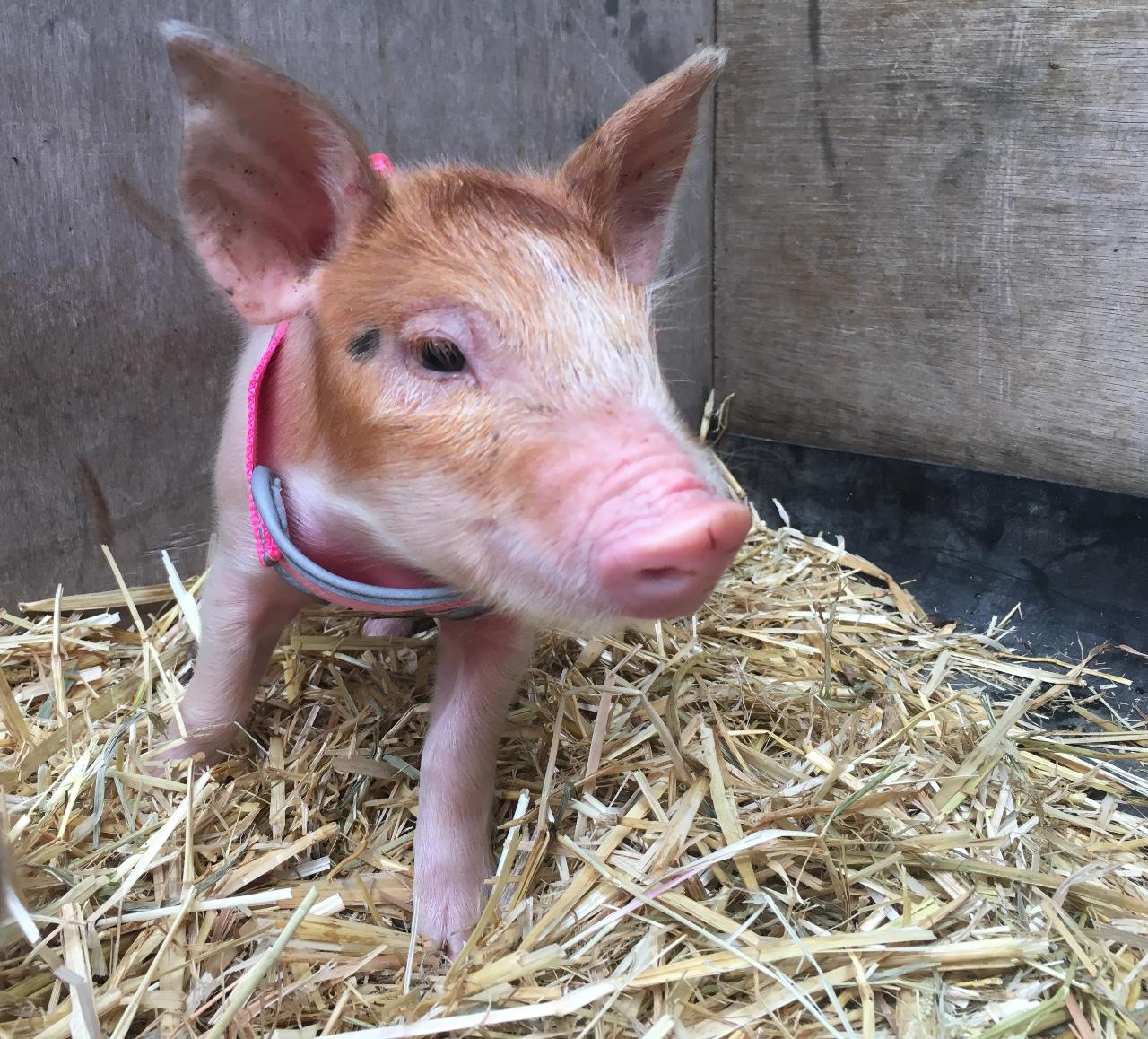 1Hr Personal Animal Tour