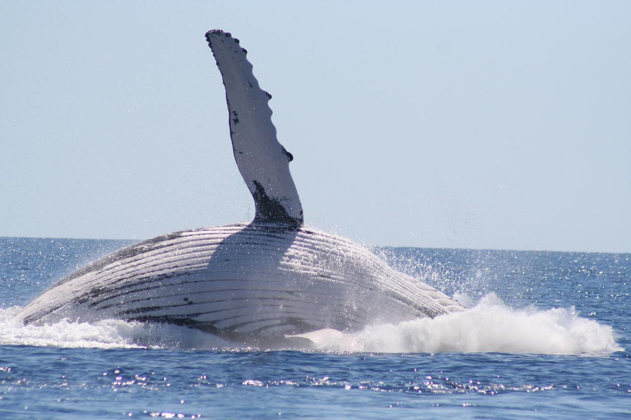 Half Day Spirit Of Hervey Bay Whale Watch Cruises