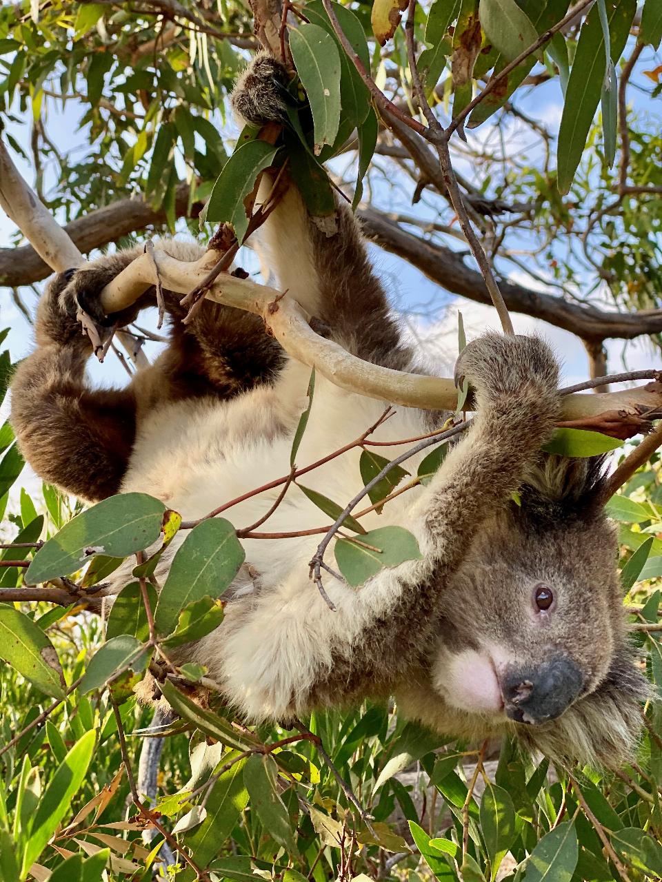 Port Lincoln & Coffin Bay Highlights - 2 Days & 1 Night