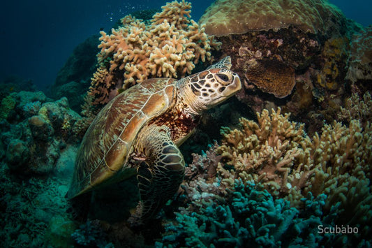 Depth And Focus: Diving & Photography Workshop Masterclass 2 Day & 1 Night