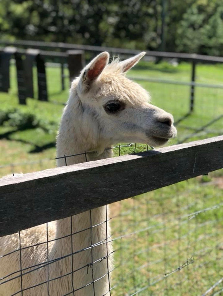 1Hr Personal Animal Tour