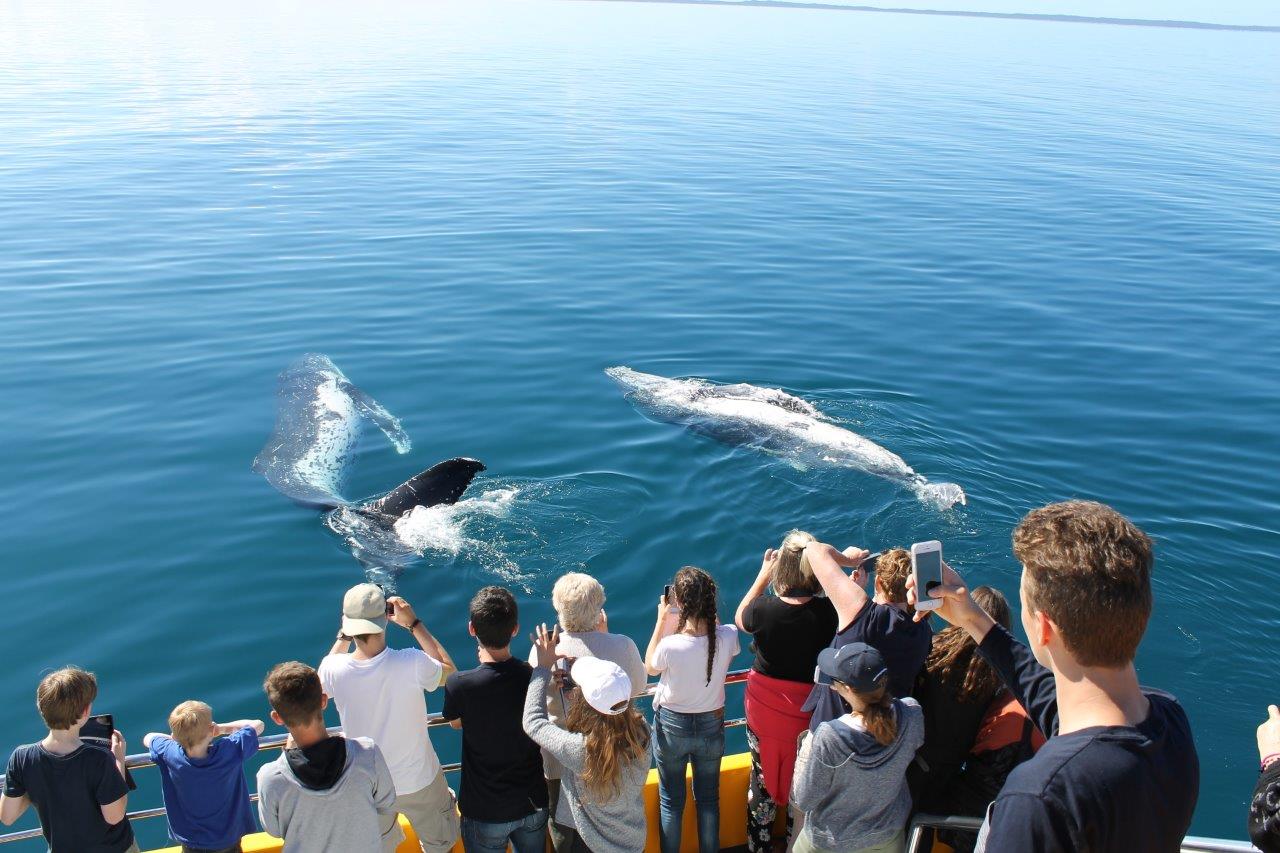 Half Day Spirit Of Hervey Bay Whale Watch Cruises