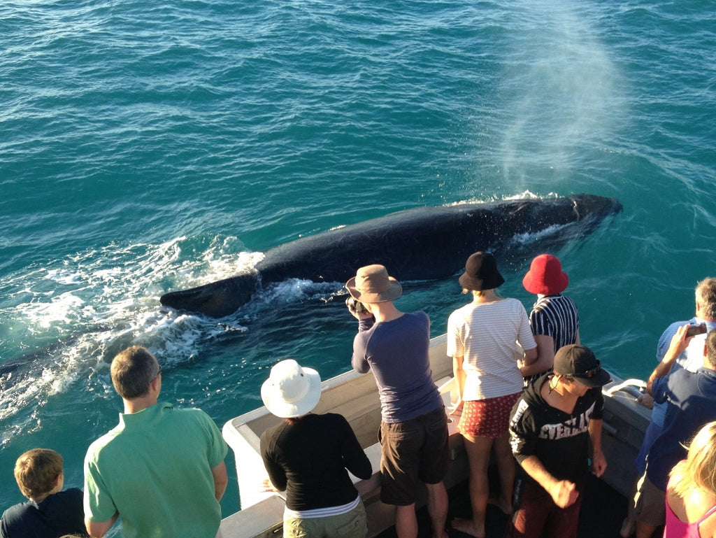 Sunset Whale Watching Cruise