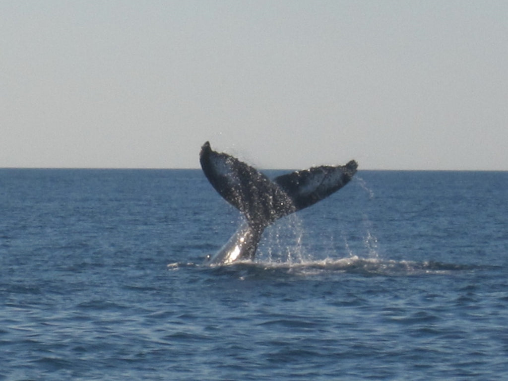 Sunset Whale Watching Cruise