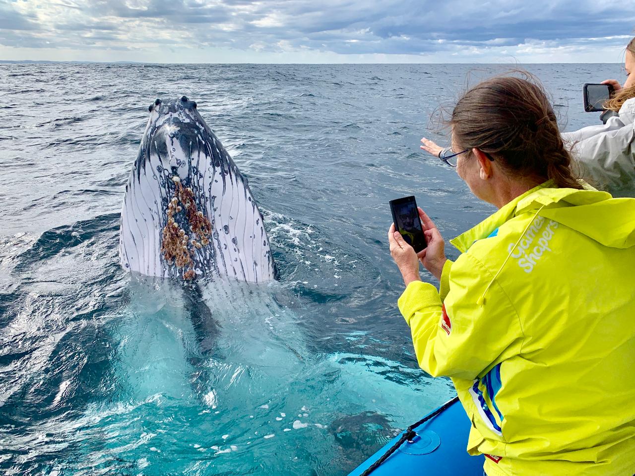 Small Boat Whale Watching Adventure Tour