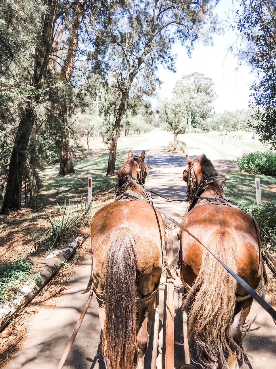Harvest The Hunter Wine And Produce Tour