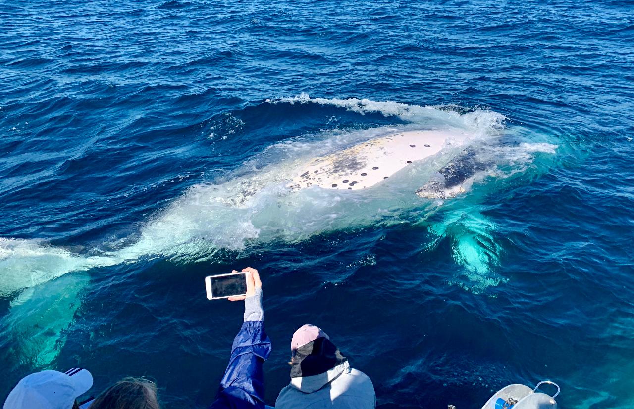 Small Boat Whale Watching Adventure Tour