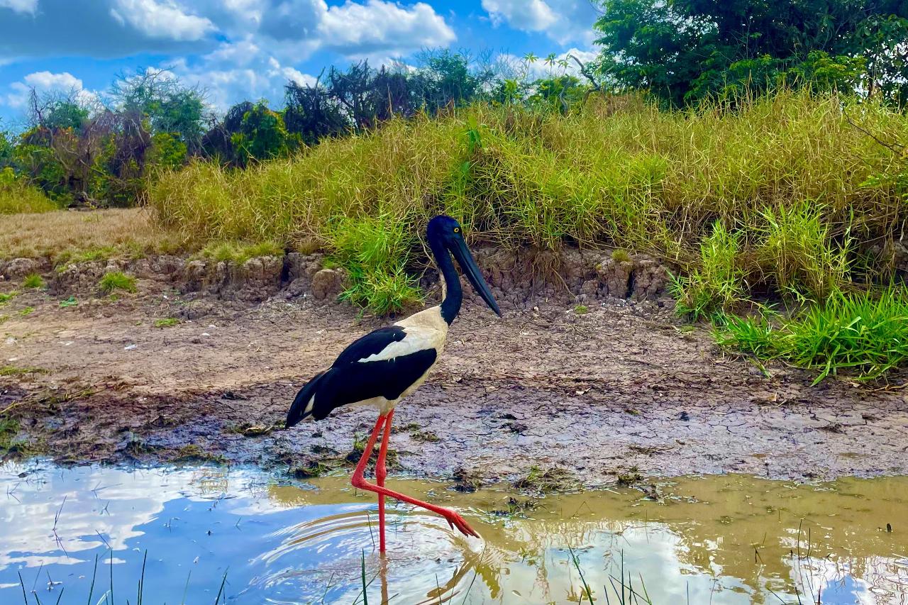 Autopia Tours: Kakadu Wilderness Escape + Fogg Dam From Darwin