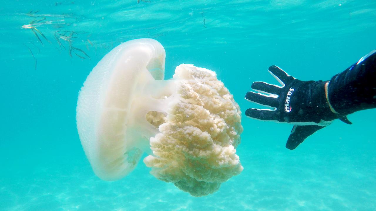 Introductory Scuba Dive & Snorkel