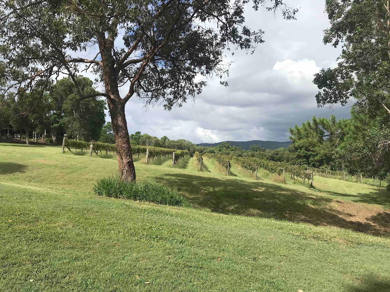 Noosa Hinterland Drinks Tour With Distillery, Brewery, Meadery And Winery - Luxury Private Tour