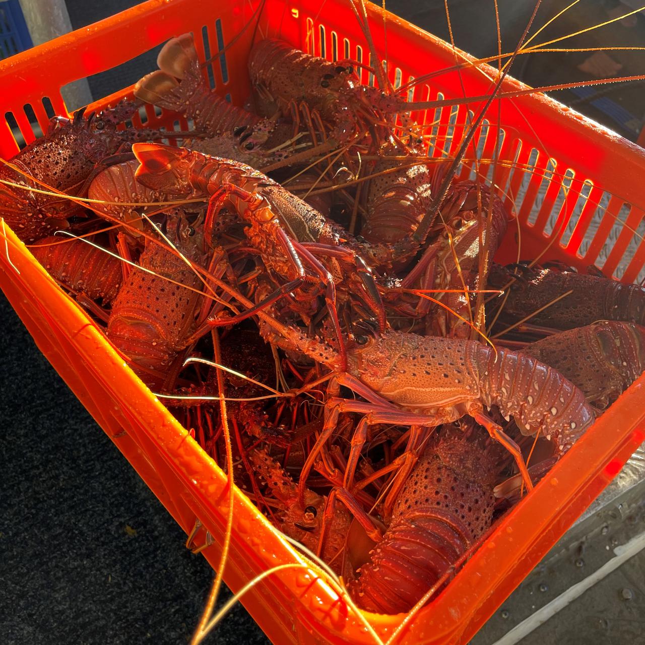 Rock Lobster Catch And Keep Boat Tour