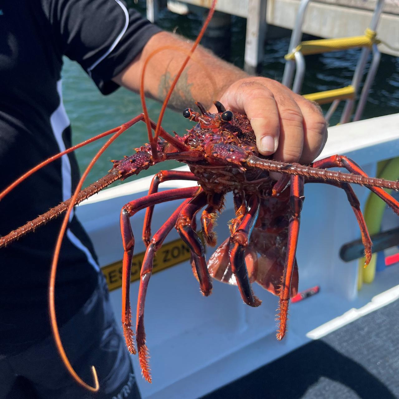 Rock Lobster Catch And Keep Boat Tour