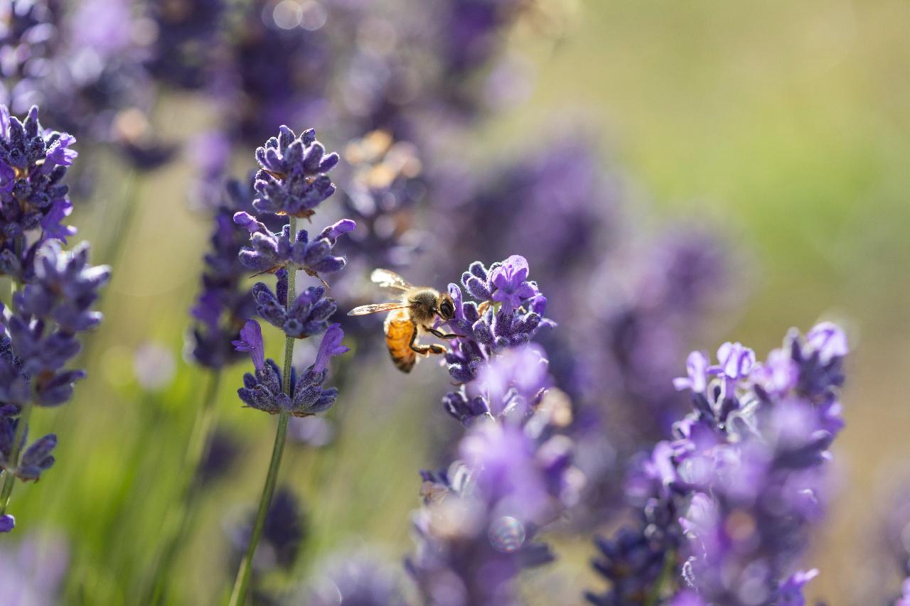 Jurlique Farm Tour & Hills Gourmet Picnic
