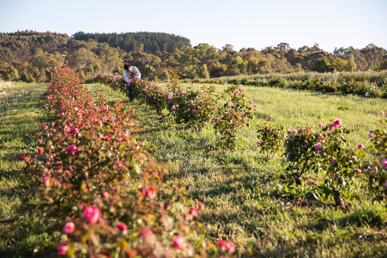 Jurlique Farm Tour + Hills Gourmet Picnic