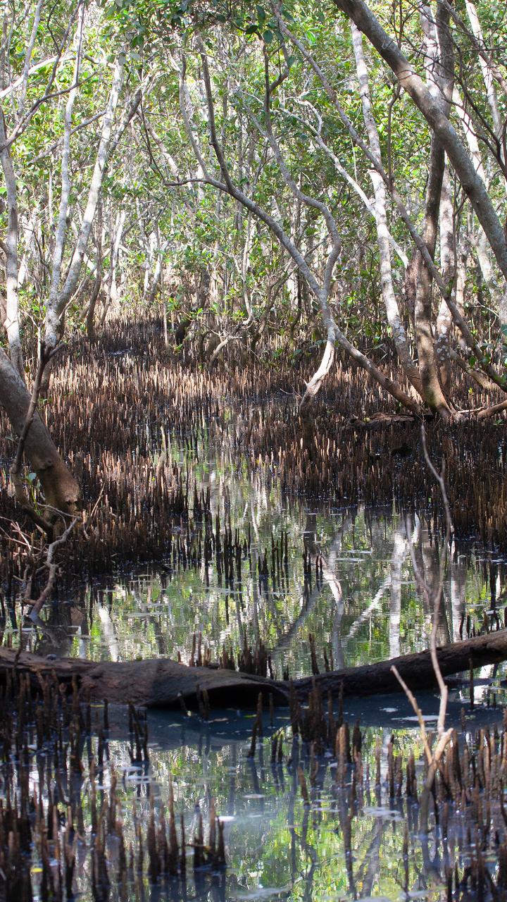 Kangaroos, Mangroves And The Ocean Tour