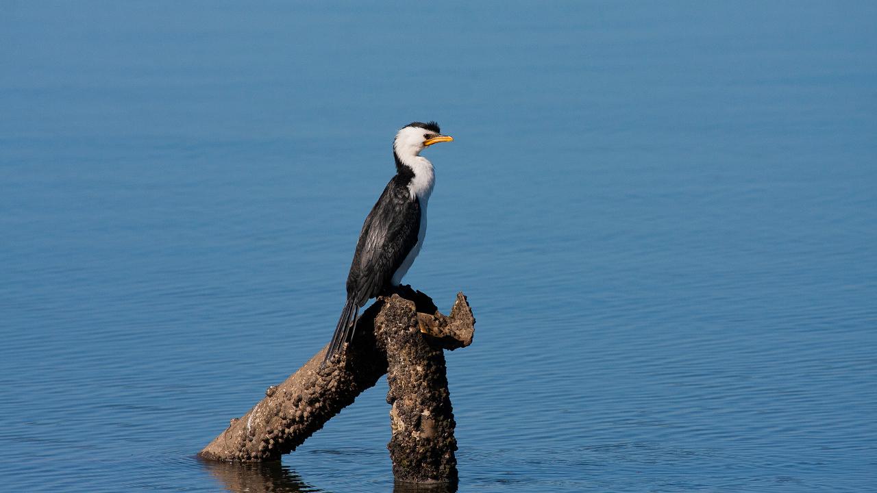 Kangaroos, Mangroves And The Ocean Tour