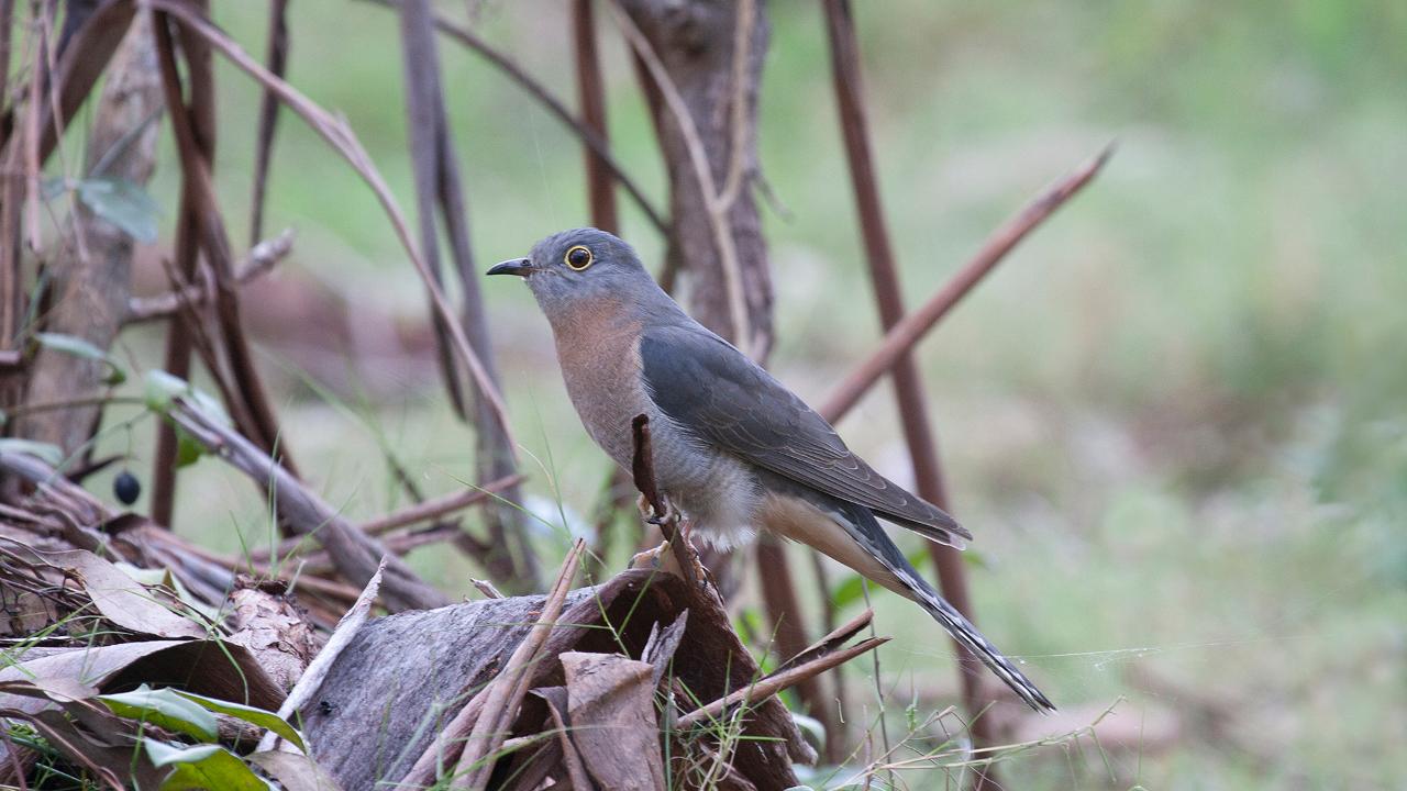 Kangaroos, Mangroves And The Ocean Tour