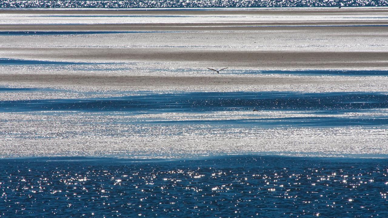 Kangaroos, Mangroves And The Ocean Tour