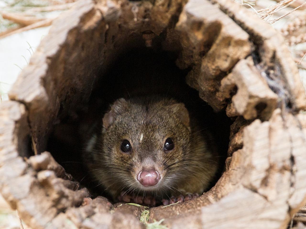 Private Coach - Kangaroo Island Wildlife Discovery 24 Seater