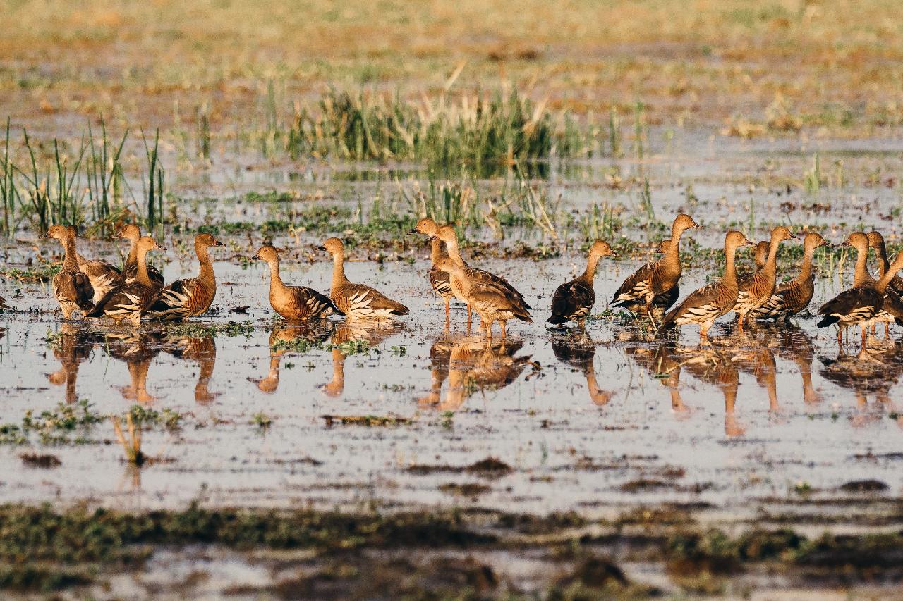 Autopia Tours: Kakadu Wilderness Escape + Fogg Dam From Darwin